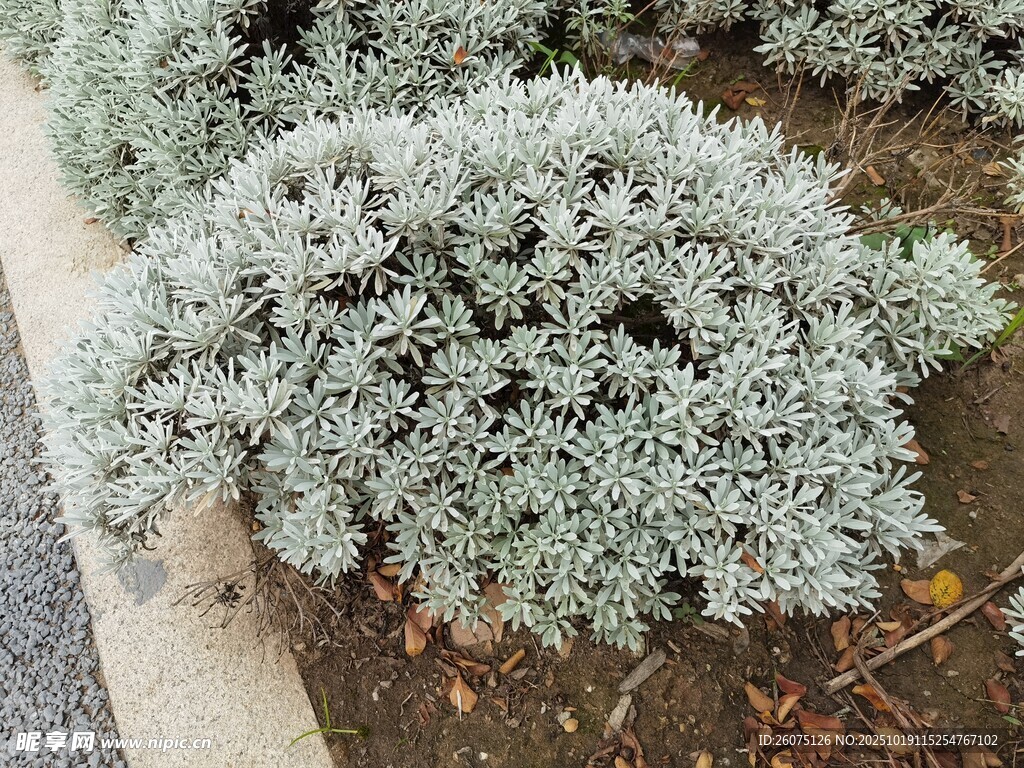 银叶菊盆栽植物景观