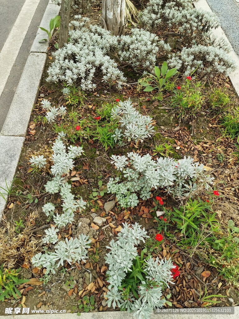 路边多彩植物景观