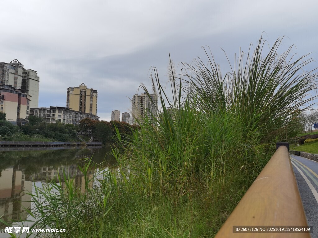 河畔绿植与城市建筑景观