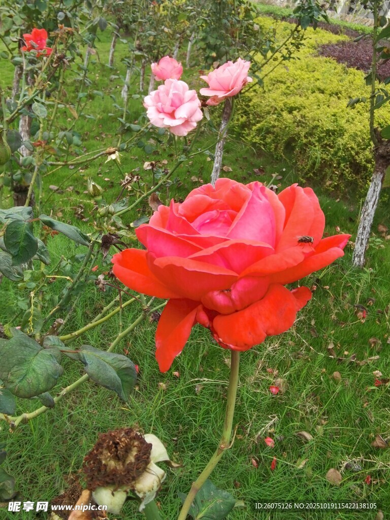 娇艳红玫瑰绽放于花园