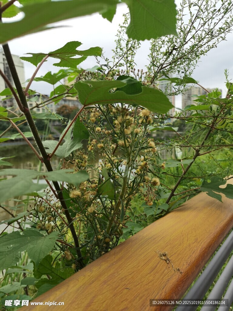 窗边绿植景致