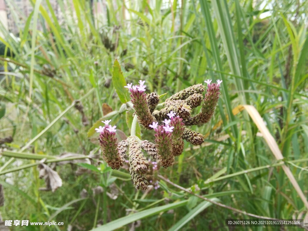 草丛中的紫色小花