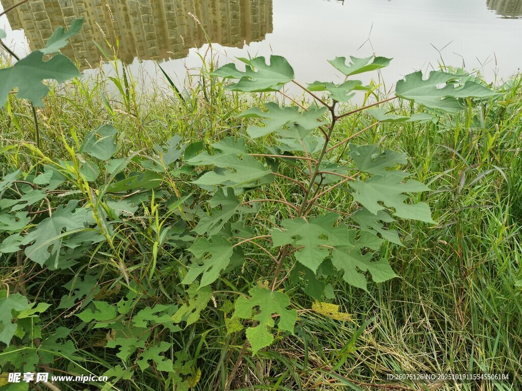 水边生长的茂盛绿色植物
