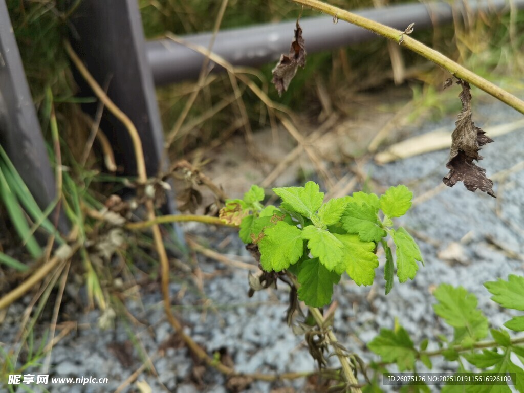 墙角新生绿植生机盎然