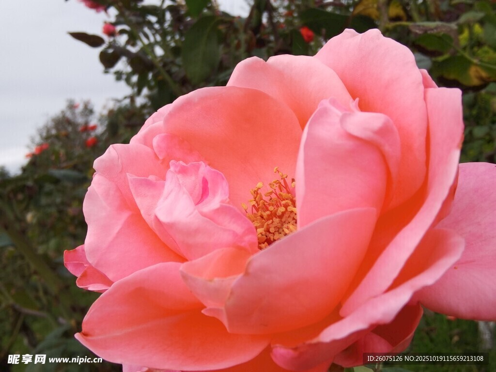 娇艳粉色月季花特写