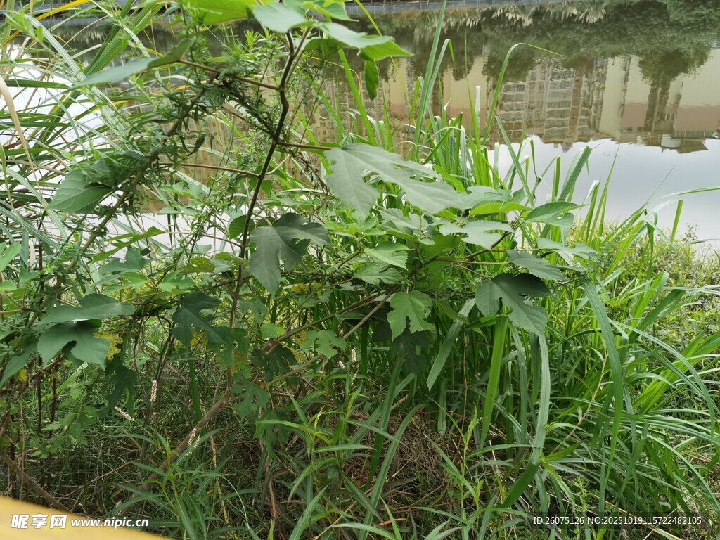 水边繁茂绿植景观
