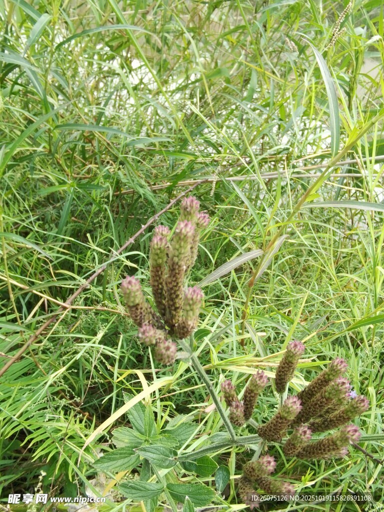 草丛中的棕色植物