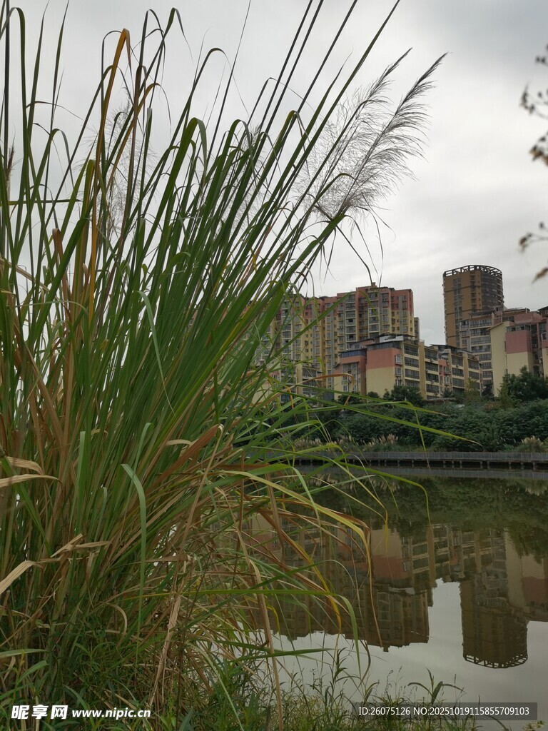 湖畔芦苇与远处建筑景观