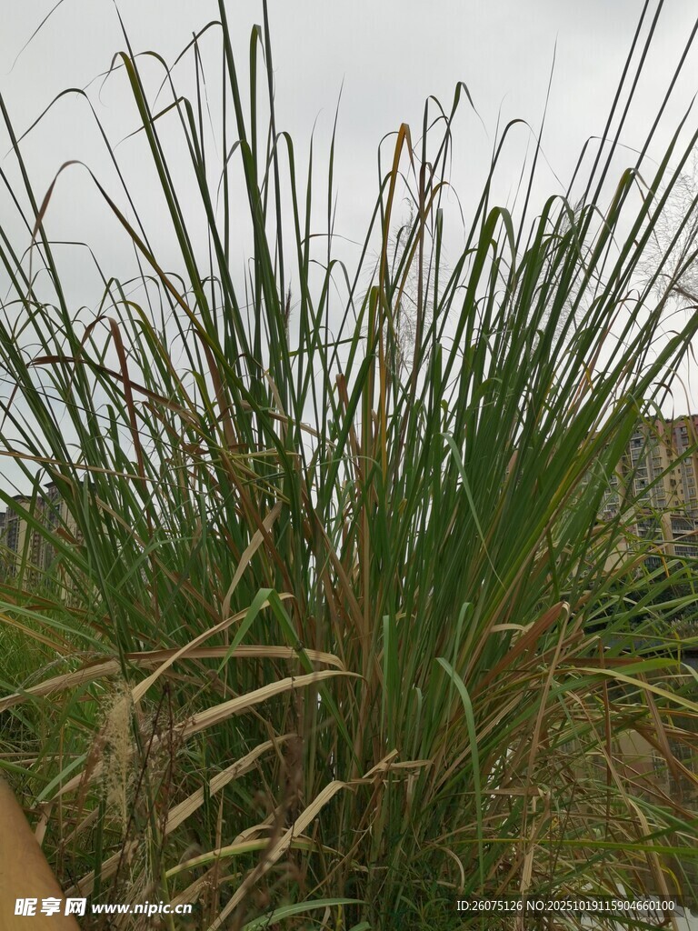 高大茂盛的绿色草丛