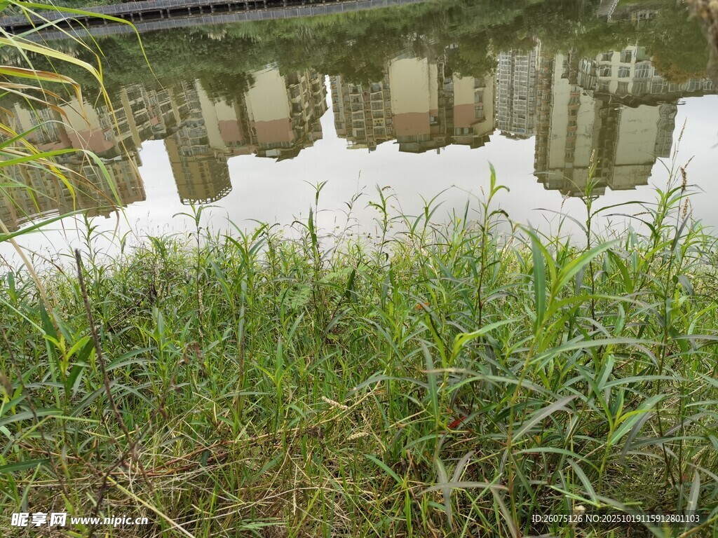 池塘边的绿植与水面倒影