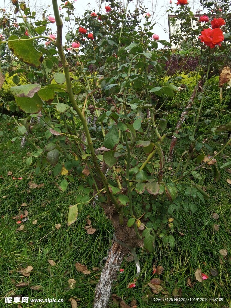 花园中绽放的鲜艳红玫瑰