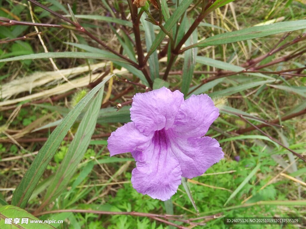 紫色小花绽放于草丛间