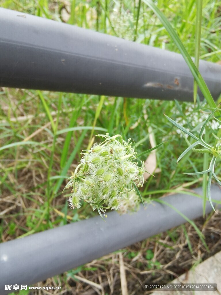 草丛中的绿色植物