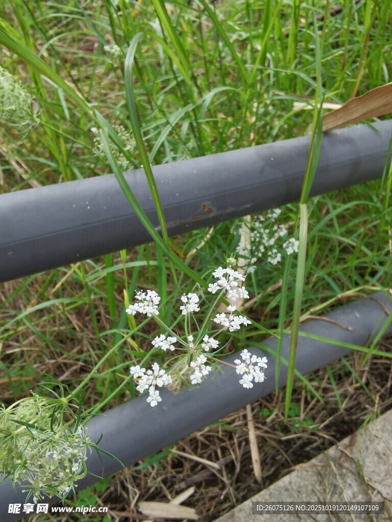 草丛中绽放的白色小花