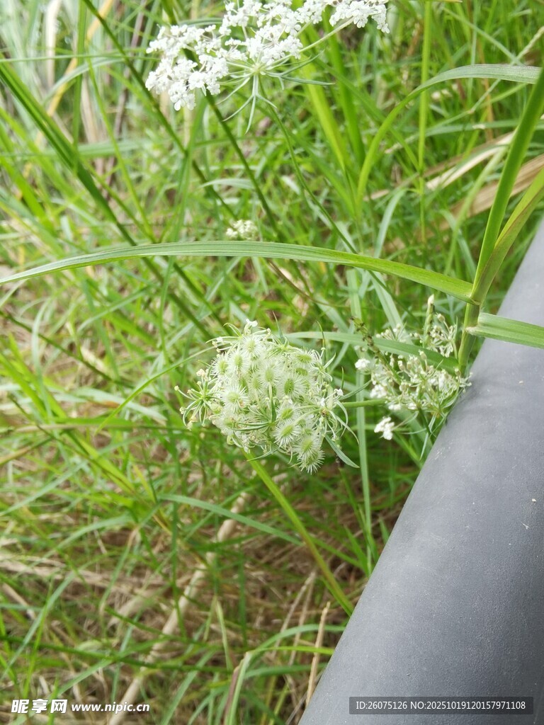 草丛中的白色小花