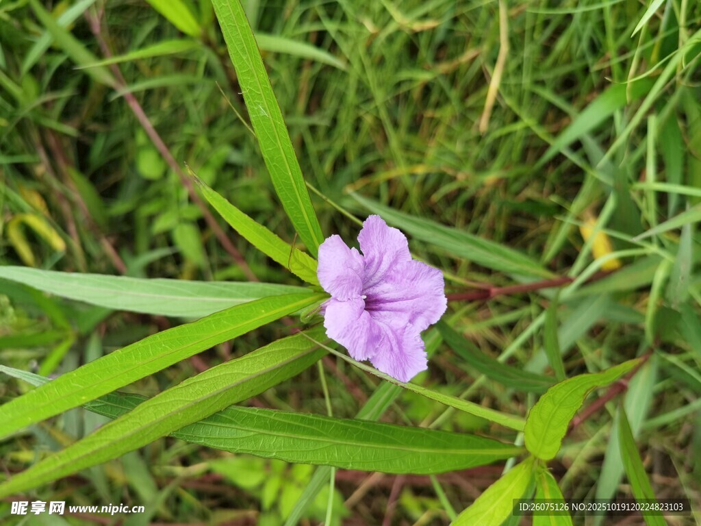 草丛中的紫色小花