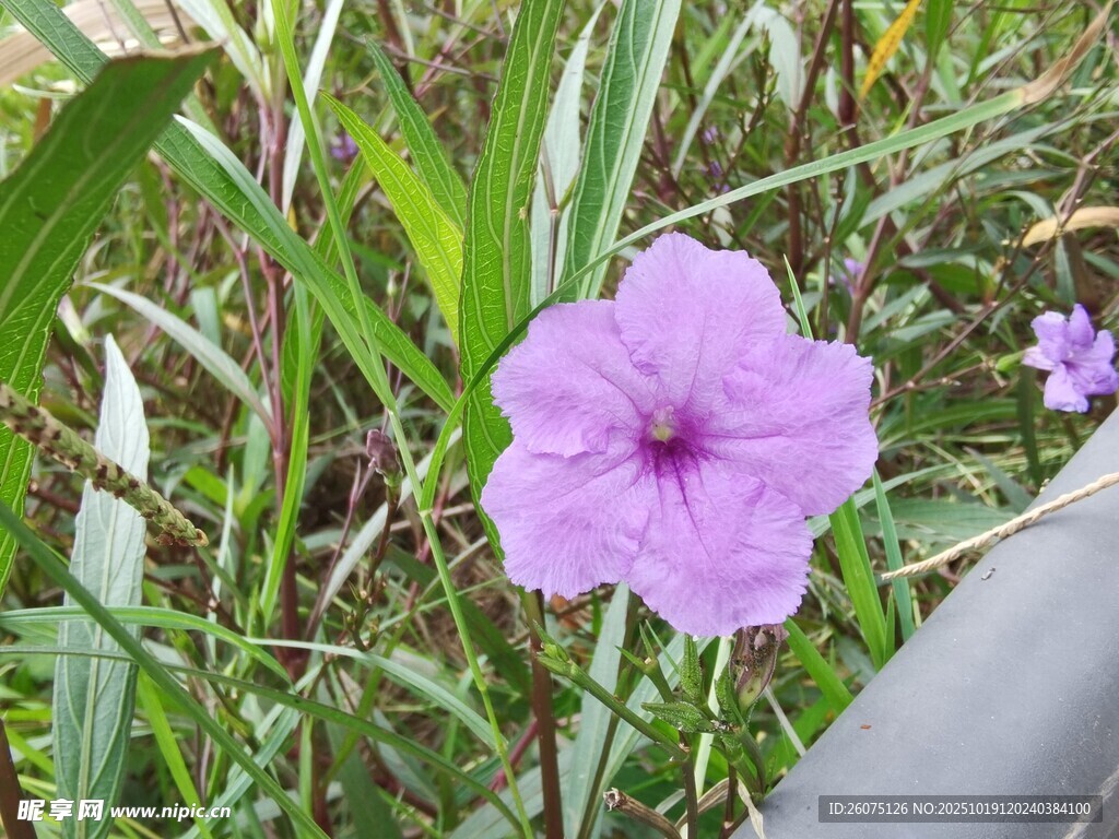 紫色小花绽放于草丛间