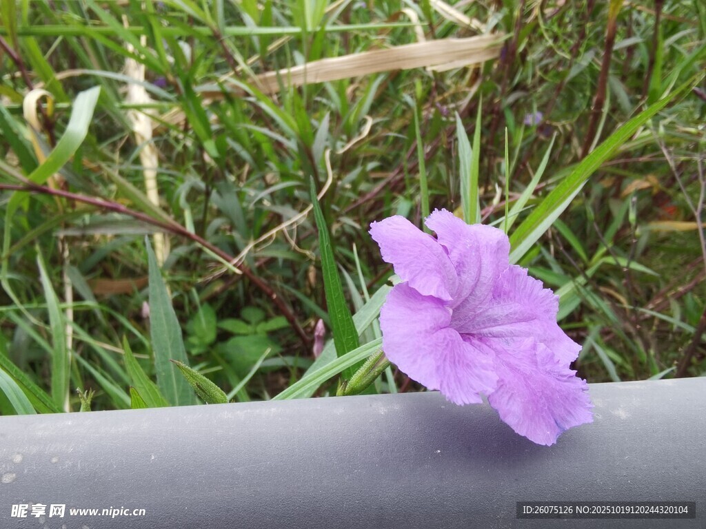 紫色小花绽放于草丛间