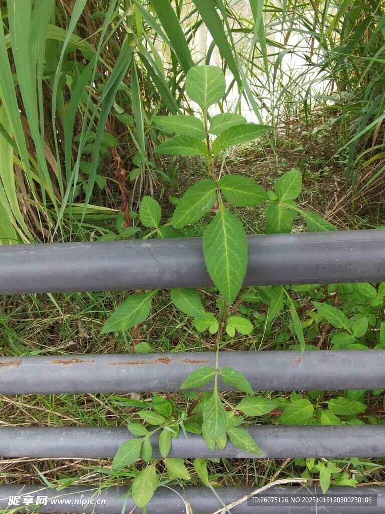 栏杆旁生长的翠绿植物
