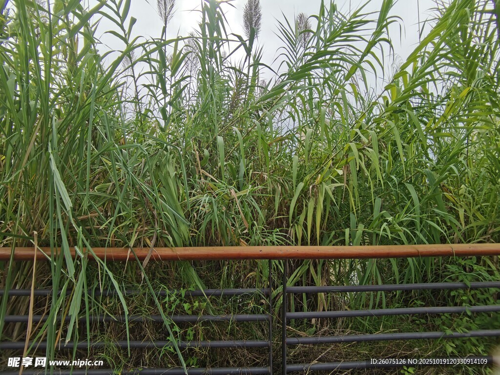 围栏旁的茂盛绿色植物