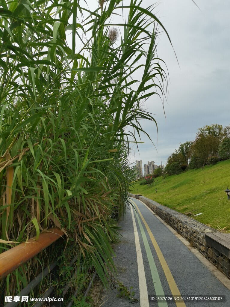 乡间公路旁的茂盛绿植