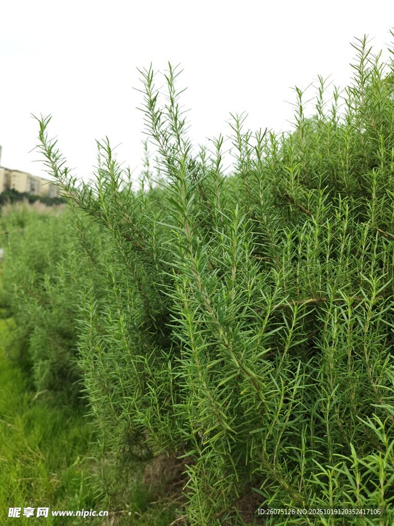 茂密绿色植物景观