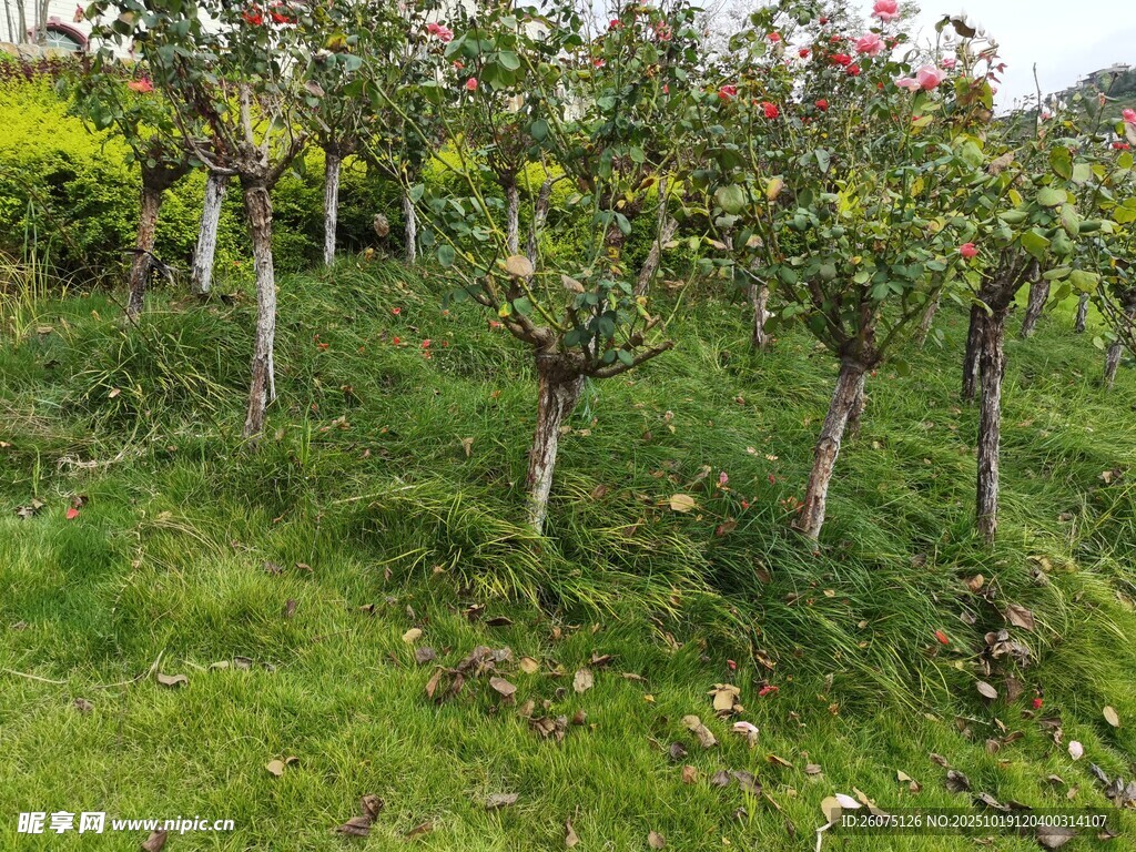 苹果园中的果树与绿草