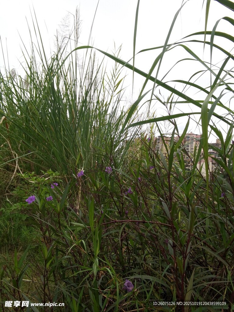 野外丛生的绿植与花草
