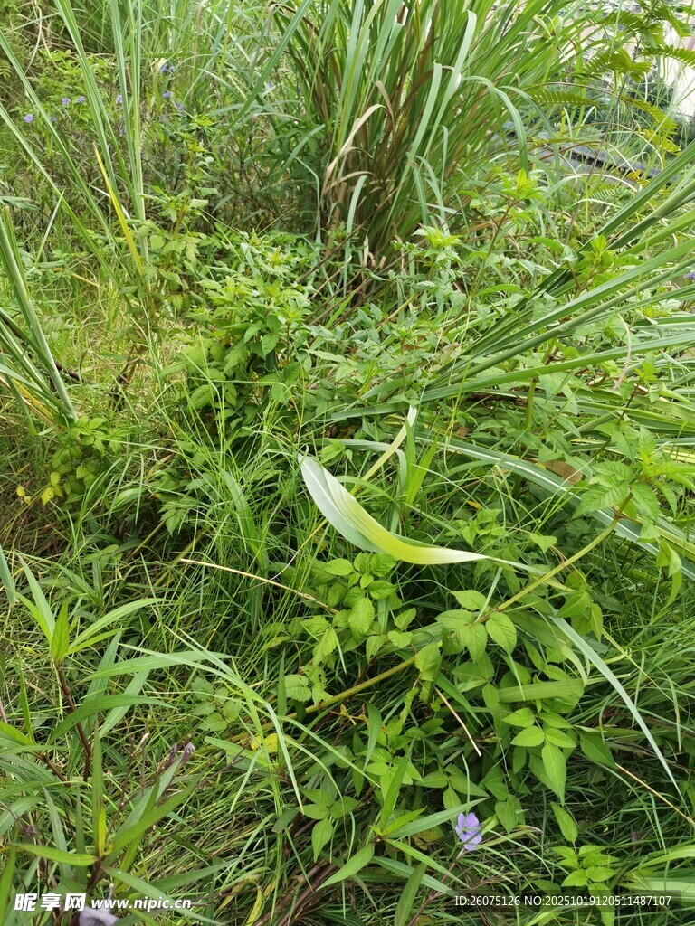 繁茂的野外绿色植物景观