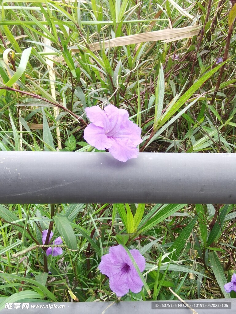 栏杆上绽放的紫色小花