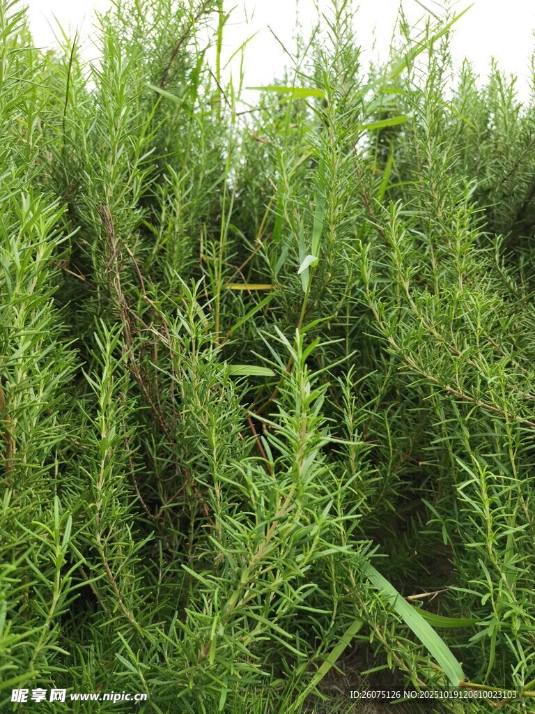 茂密的绿色植物景观