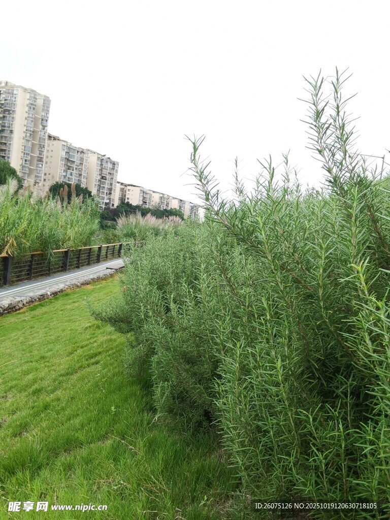 城市边的葱郁绿植景观