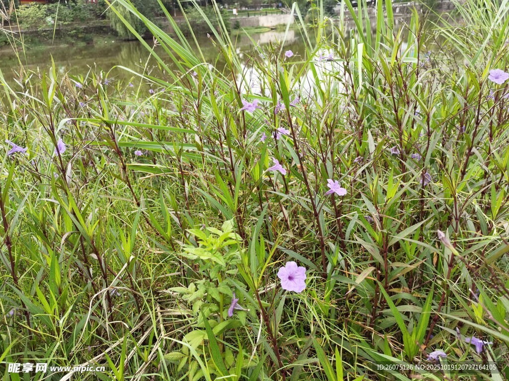 草丛中的紫色小花