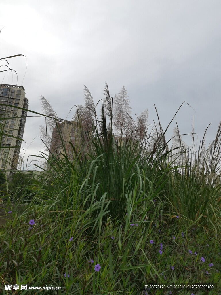 野外杂草与远处建筑景观