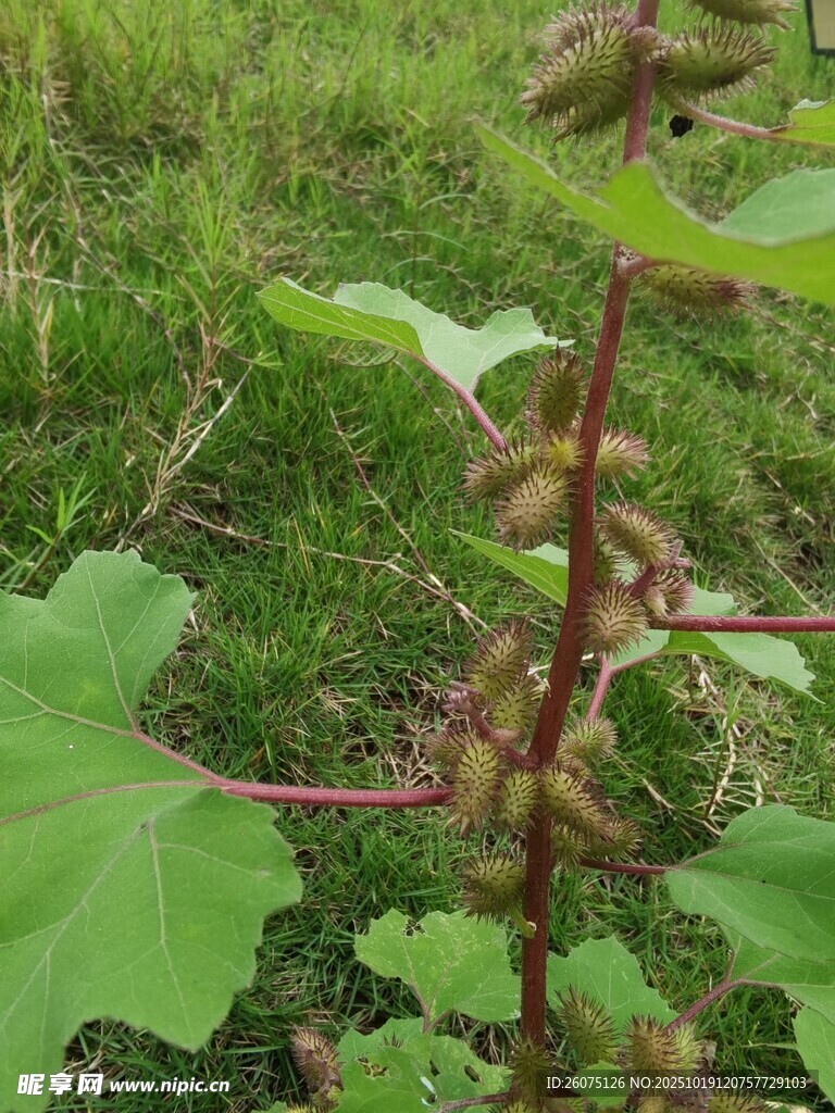 野外生长的带刺植物