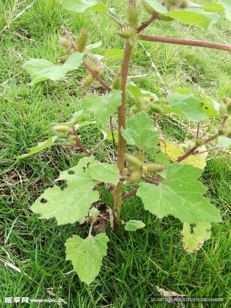 草地上的带刺植物