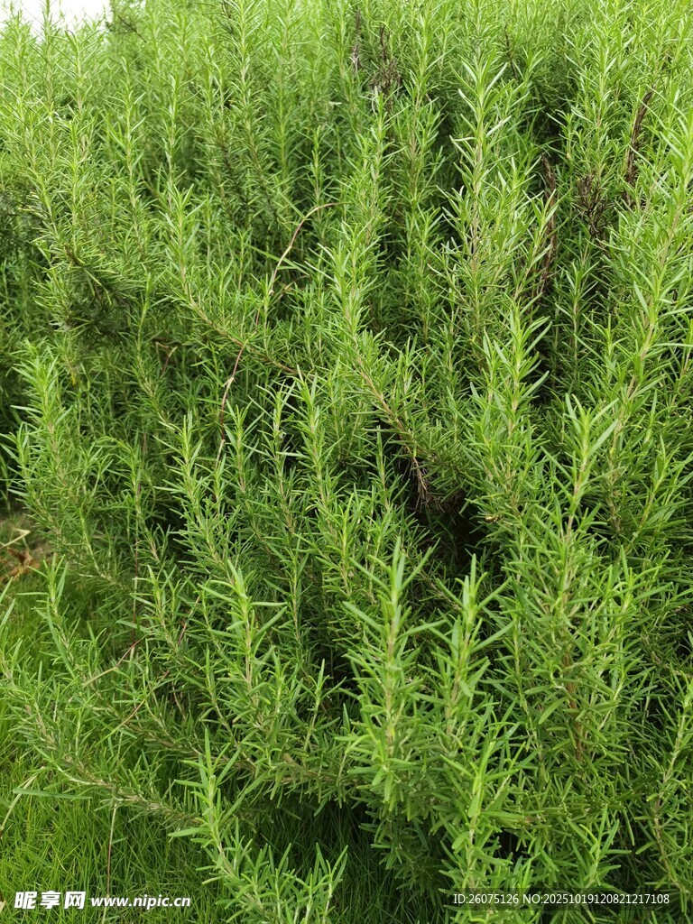 翠绿茂盛的迷迭香植株