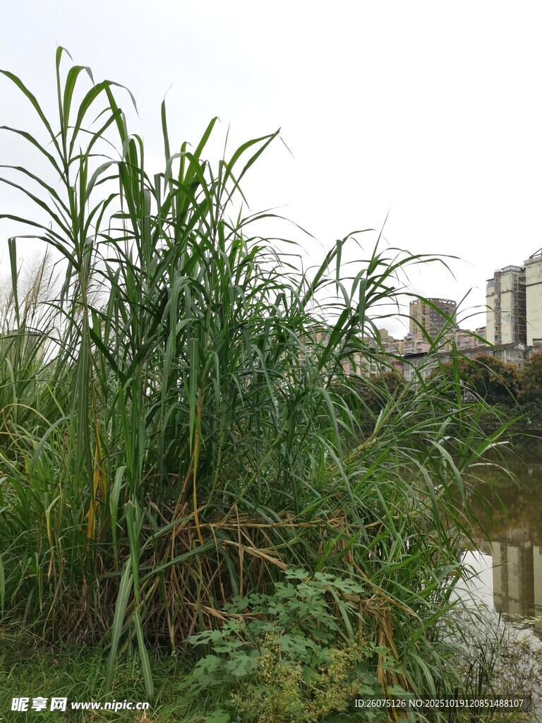 河畔茂盛芦苇景观
