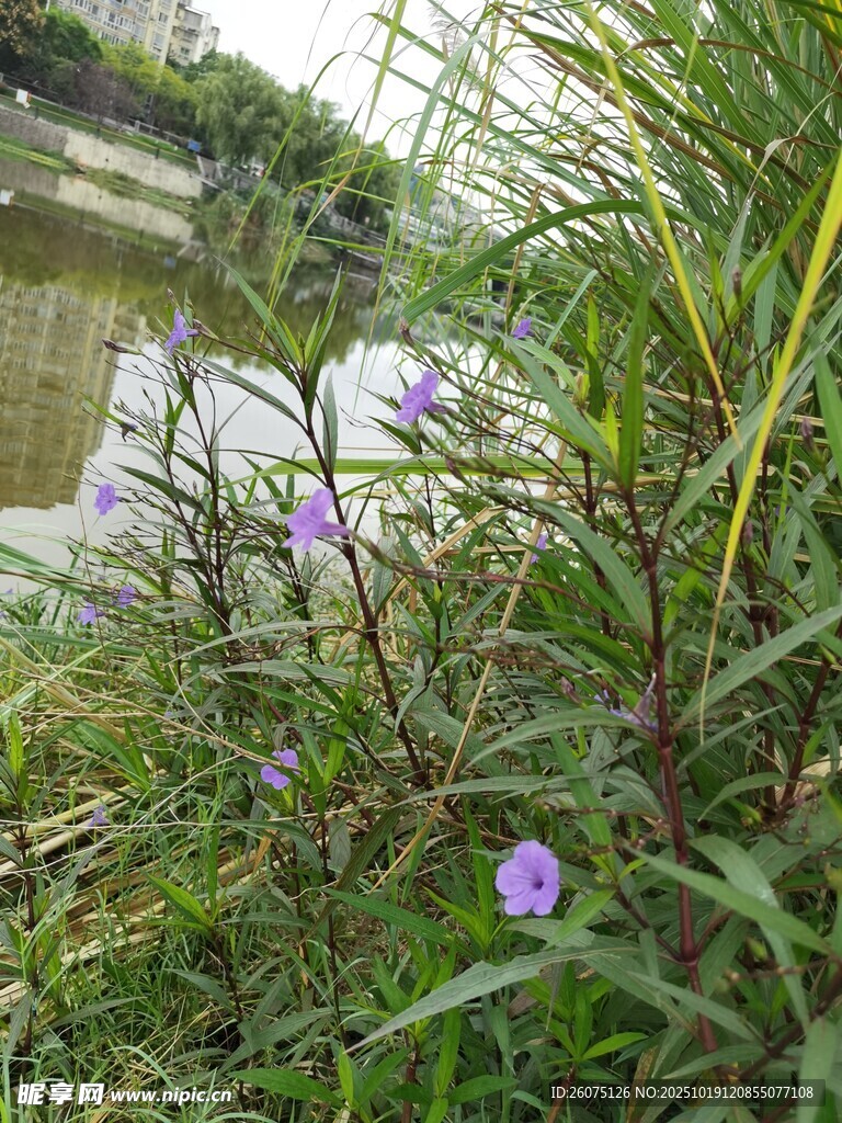 溪边绽放的紫色小花