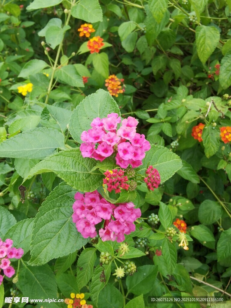 娇艳花丛中的多彩花卉