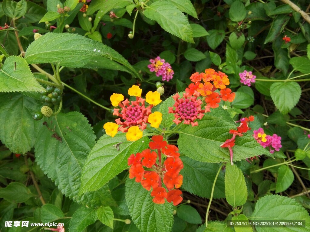 多彩花卉绽放绿叶间