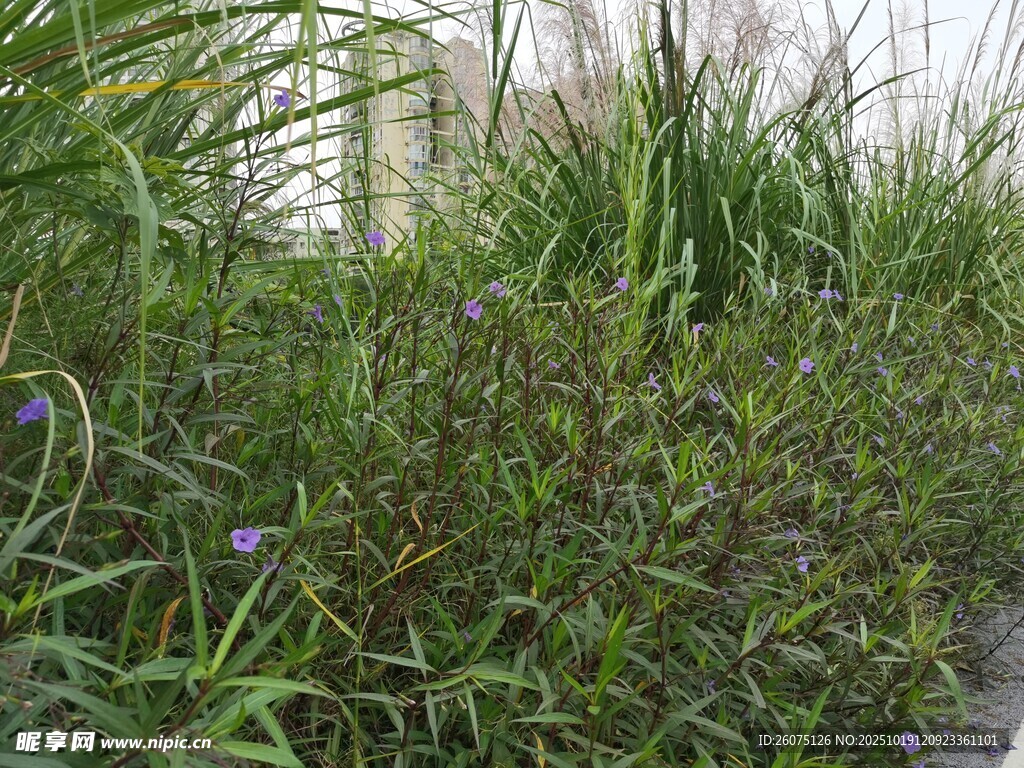 繁茂绿植中的紫色小花
