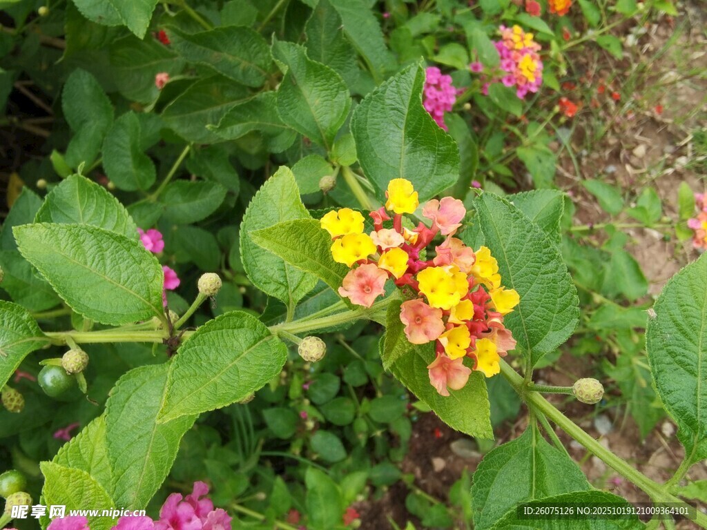 多彩花丛中的娇艳小花