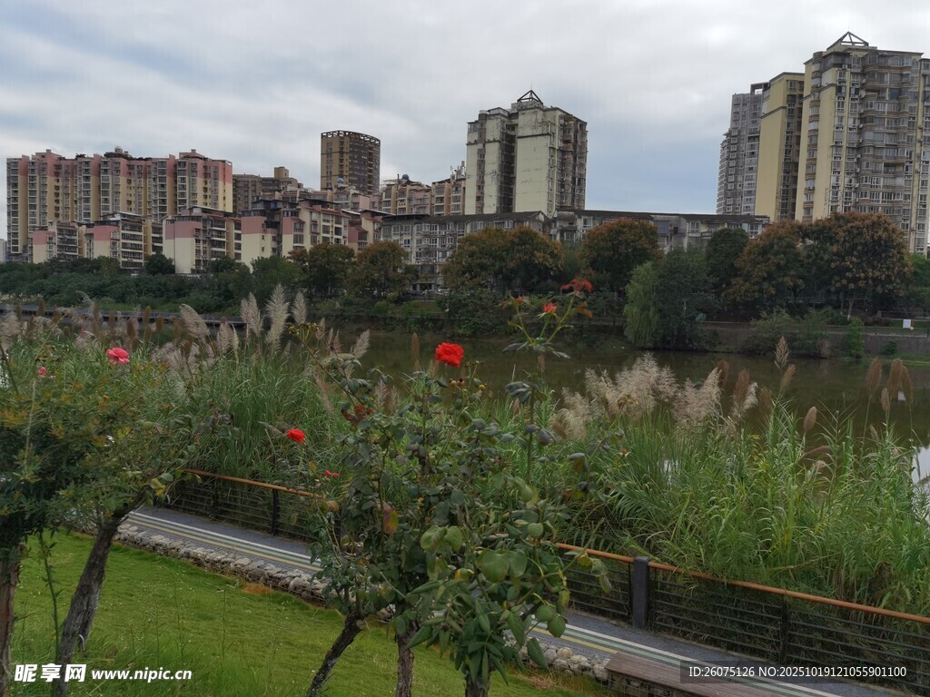 城市湖畔绿植与高楼景观