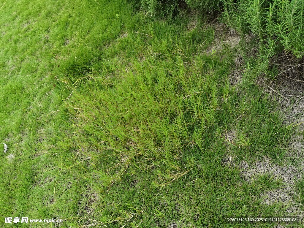 翠绿草地近景