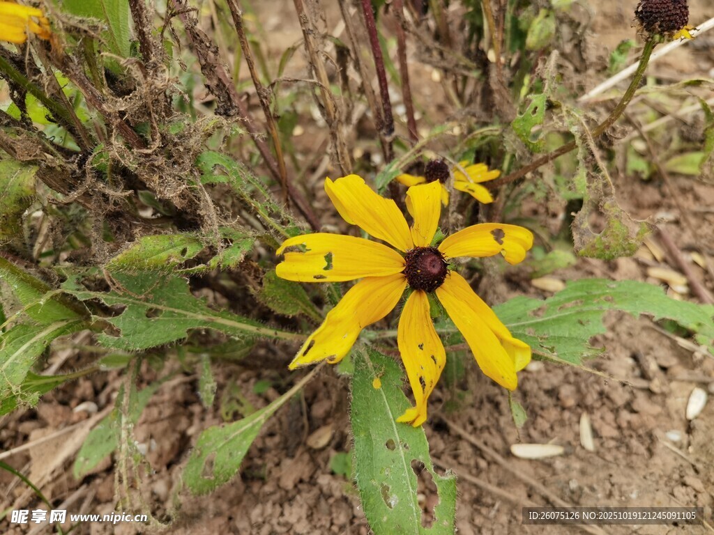 黄色野花绽放于草地