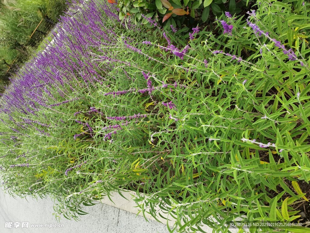 紫色花丛与绿叶景观