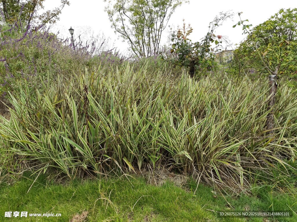野外茂密的绿色草本植物