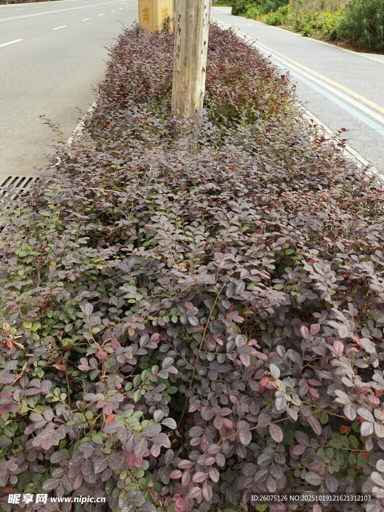 紫叶小檗植物景观