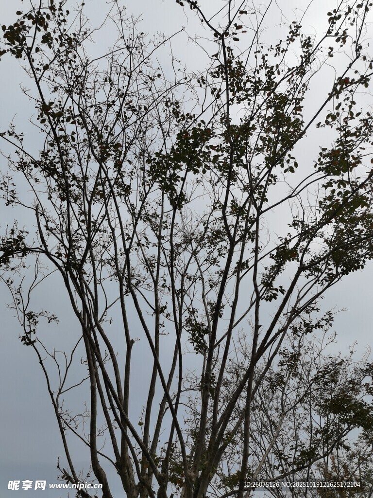 枝头绿叶映灰天